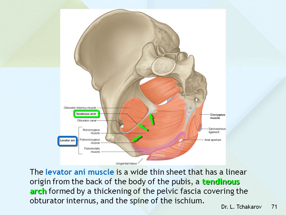 The levator ani muscle is a wide thin sheet that has a linear origin from the back of the body of the pubis, a tendinous arch formed by a thickening of the pelvic fascia covering the obturator internus, and the spine of the ischium.