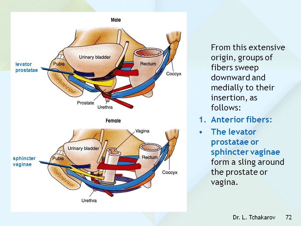 From this extensive origin, groups of fibers sweep downward and medially to their insertion, as follows: