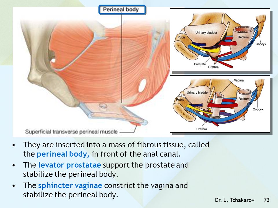 They are inserted into a mass of fibrous tissue, called the perineal body, in front of the anal canal.