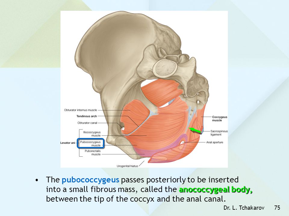The pubococcygeus passes posteriorly to be inserted into a small fibrous mass, called the anococcygeal body, between the tip of the coccyx and the anal canal.