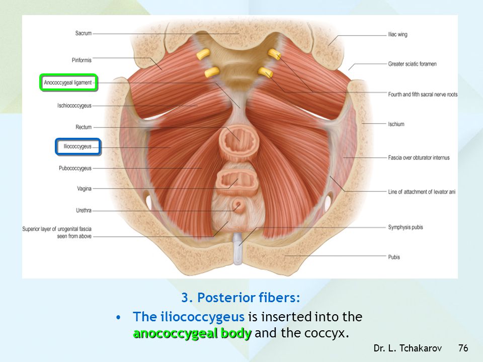 3. Posterior fibers: The iliococcygeus is inserted into the anococcygeal body and the coccyx.