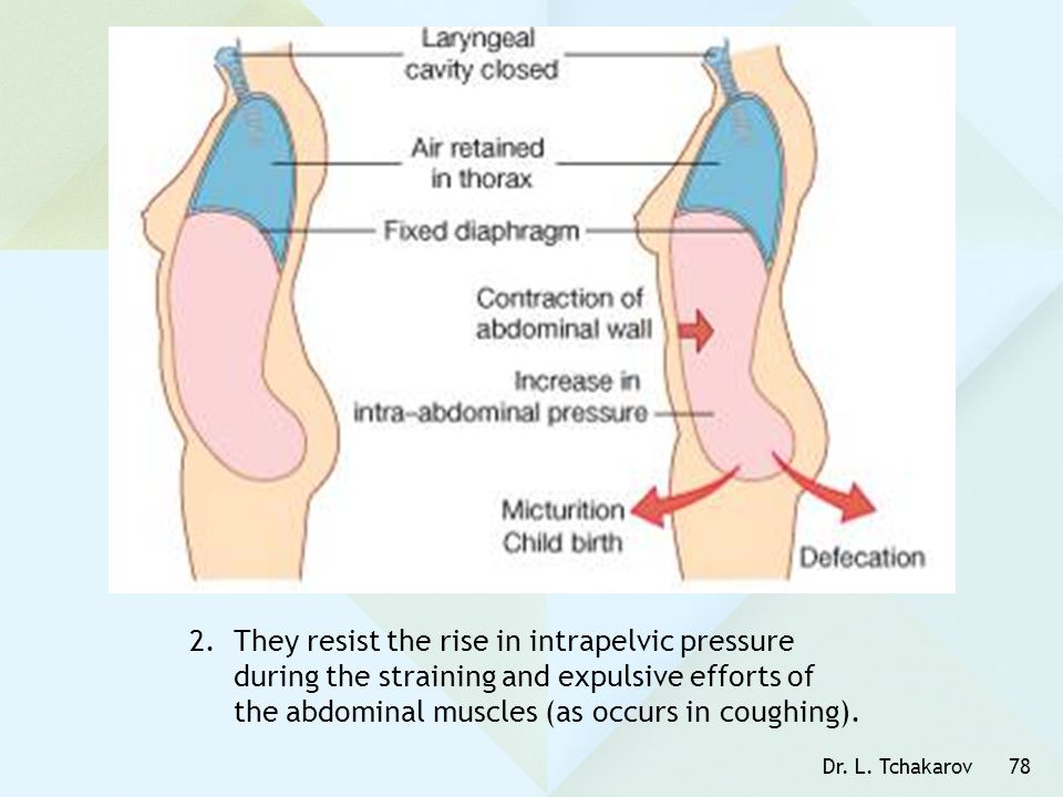 They resist the rise in intrapelvic pressure during the straining and expulsive efforts of the abdominal muscles (as occurs in coughing).