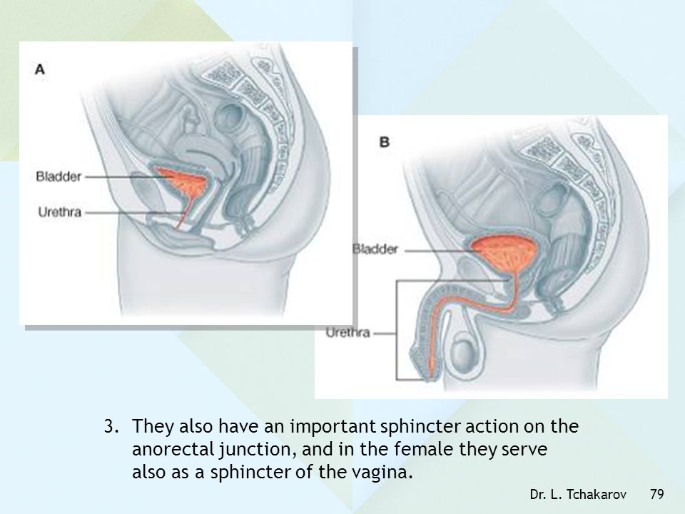 They also have an important sphincter action on the anorectal junction, and in the female they serve also as a sphincter of the vagina.