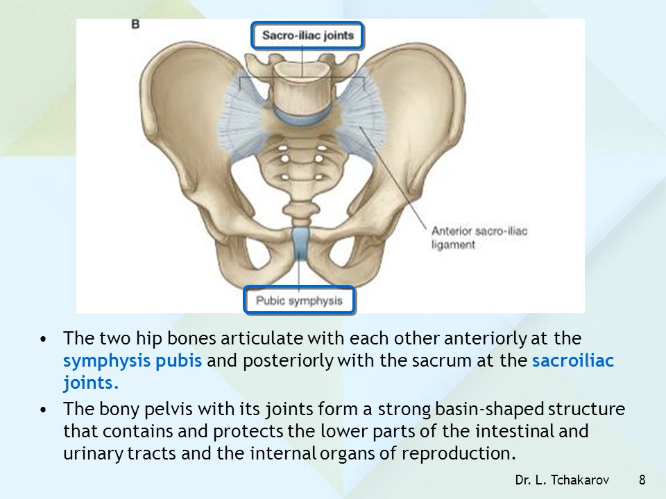The two hip bones articulate with each other anteriorly at the symphysis pubis and posteriorly with the sacrum at the sacroiliac joints.