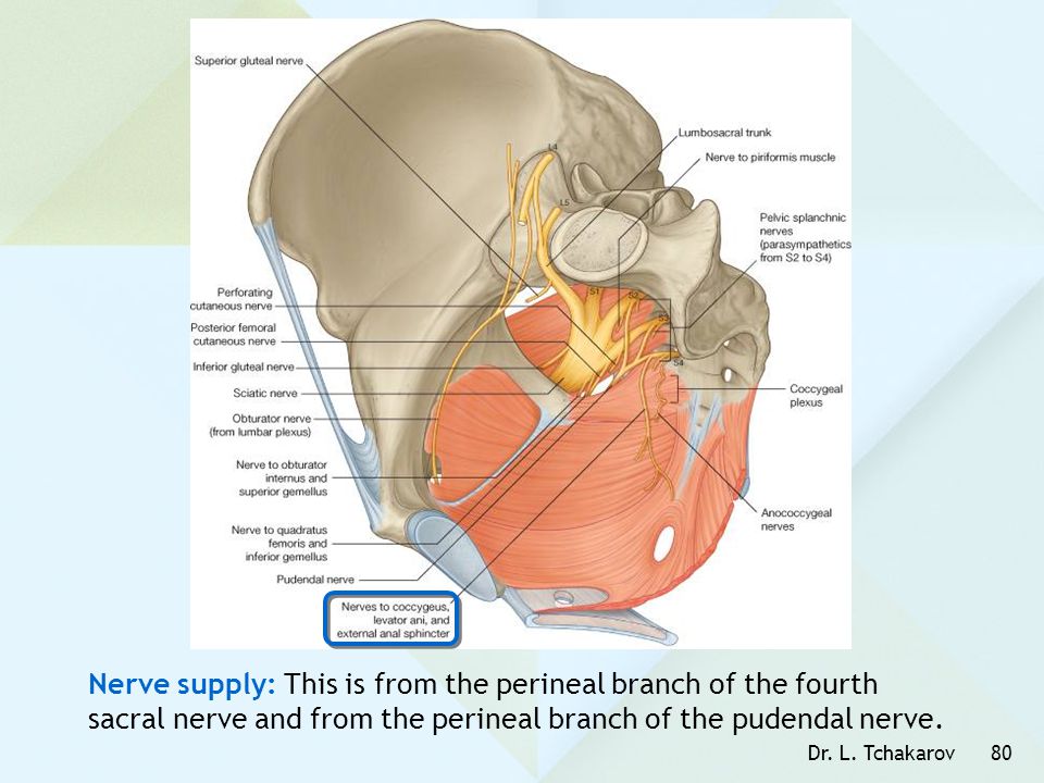 Nerve supply: This is from the perineal branch of the fourth sacral nerve and from the perineal branch of the pudendal nerve.