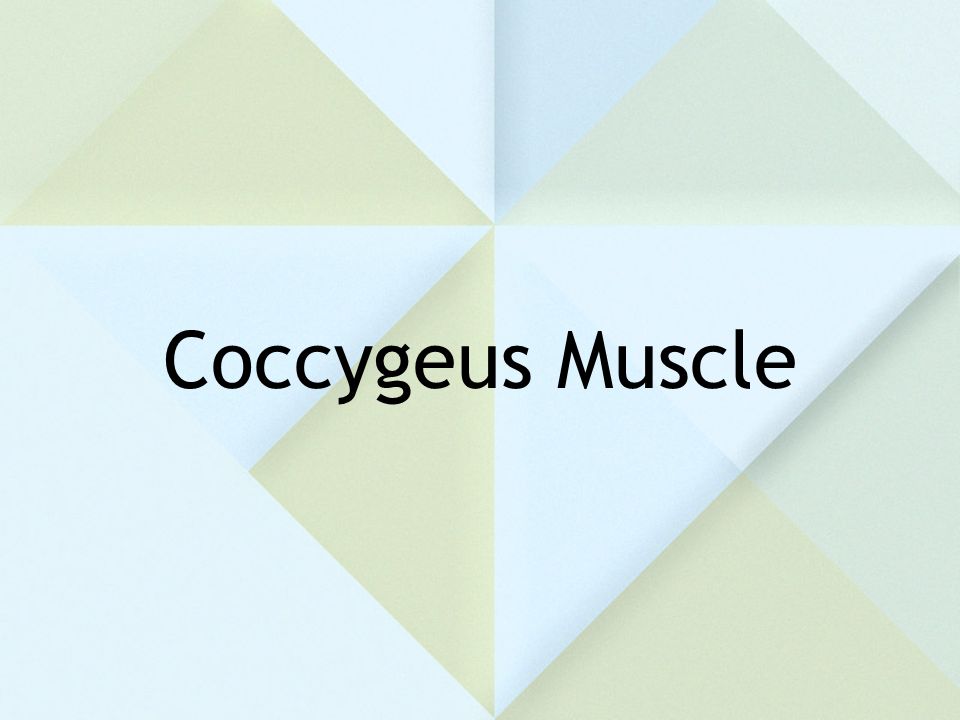 Coccygeus Muscle