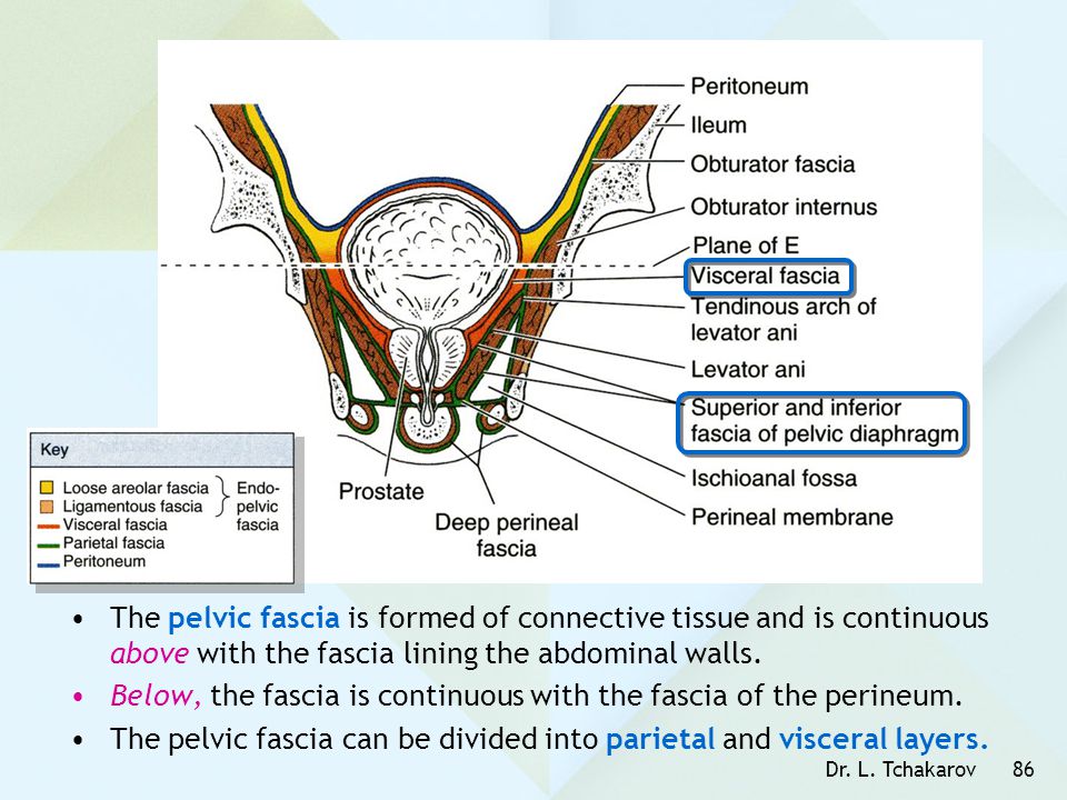 Below, the fascia is continuous with the fascia of the perineum.