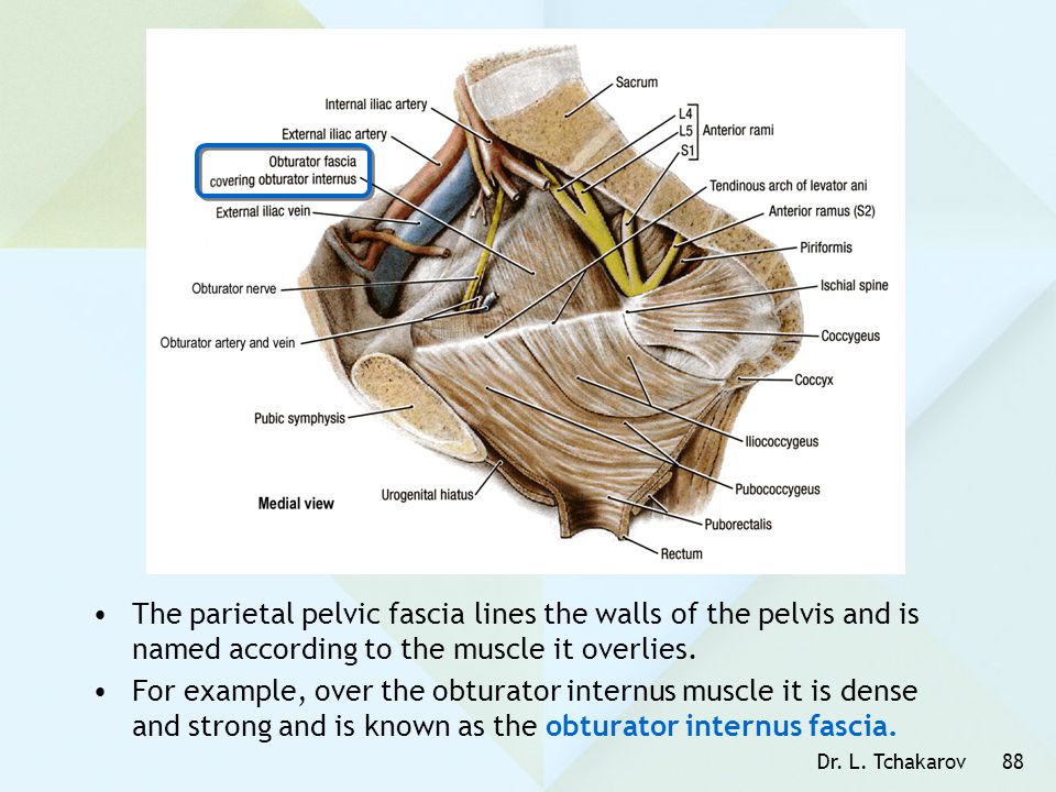 The parietal pelvic fascia lines the walls of the pelvis and is named according to the muscle it overlies.