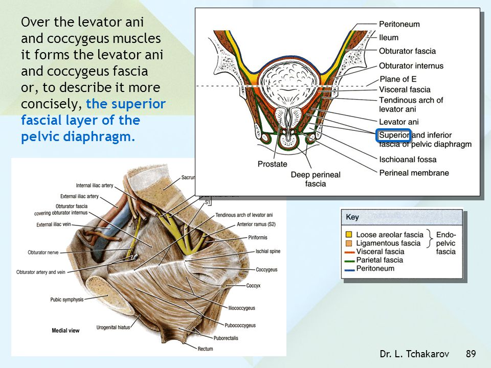 Over the levator ani and coccygeus muscles it forms the levator ani and coccygeus fascia or, to describe it more concisely, the superior fascial layer of the pelvic diaphragm.