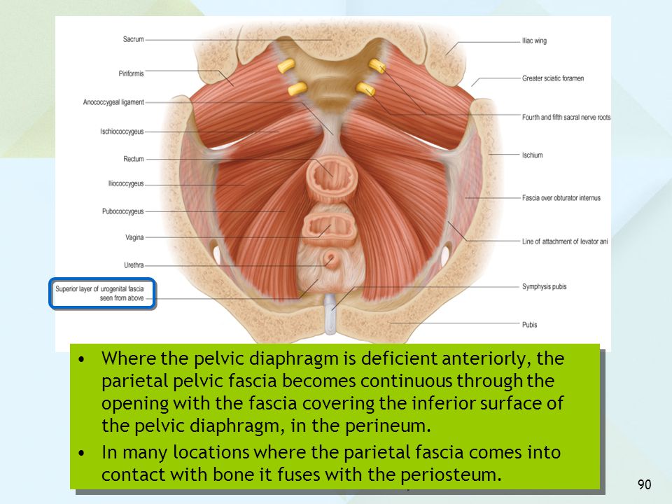 Where the pelvic diaphragm is deficient anteriorly, the parietal pelvic fascia becomes continuous through the opening with the fascia covering the inferior surface of the pelvic diaphragm, in the perineum.