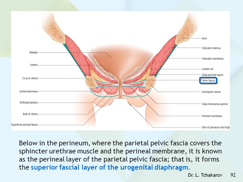 Below in the perineum, where the parietal pelvic fascia covers the sphincter urethrae muscle and the perineal membrane, it is known as the perineal layer of the parietal pelvic fascia; that is, it forms the superior fascial layer of the urogenital diaphragm.