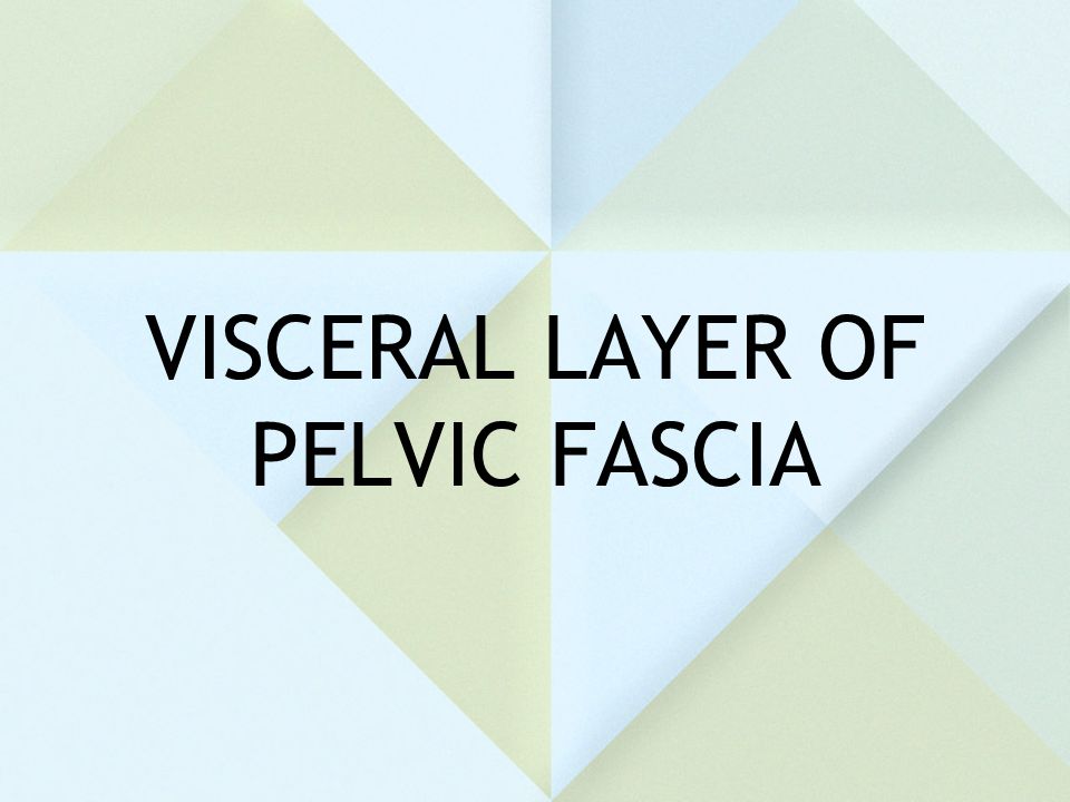 VISCERAL LAYER OF PELVIC FASCIA