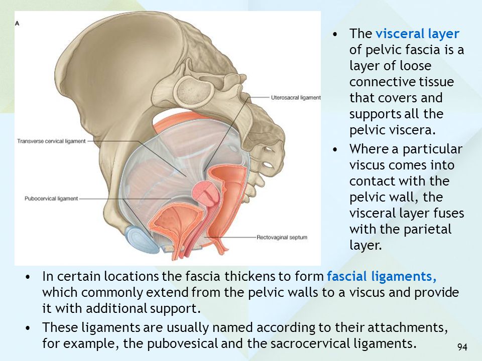The visceral layer of pelvic fascia is a layer of loose connective tissue that covers and supports all the pelvic viscera.