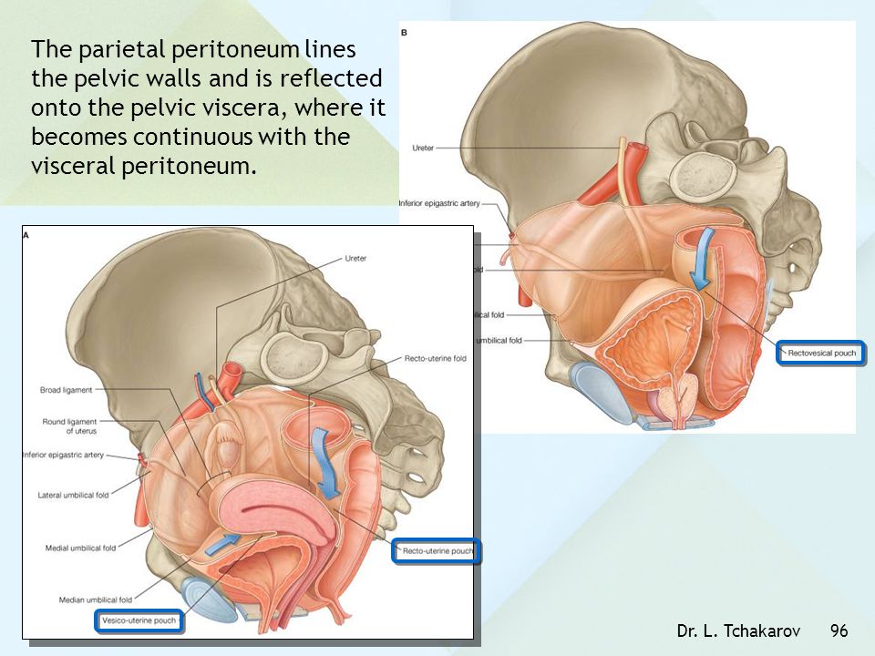 The parietal peritoneum lines the pelvic walls and is reflected onto the pelvic viscera, where it becomes continuous with the visceral peritoneum.