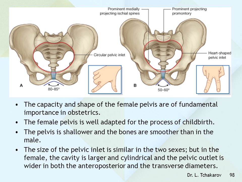 The female pelvis is well adapted for the process of childbirth.