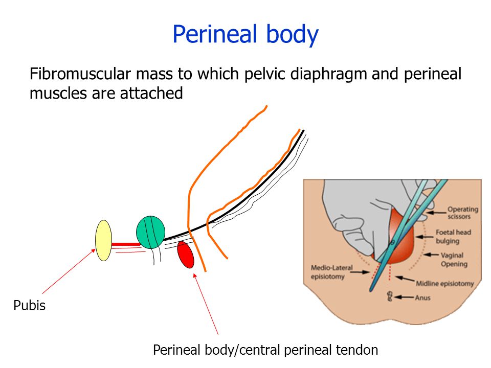 Perineal body Fibromuscular mass to which pelvic diaphragm and perineal muscles are attached. Perineal body/central perineal tendon.