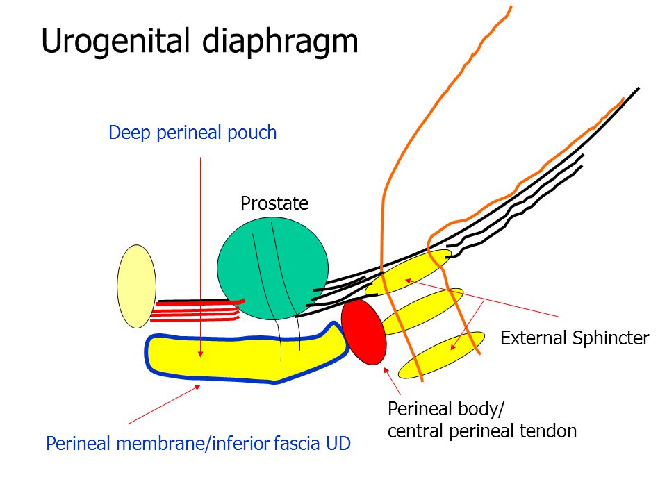 Urogenital diaphragm Deep perineal pouch Prostate External Sphincter
