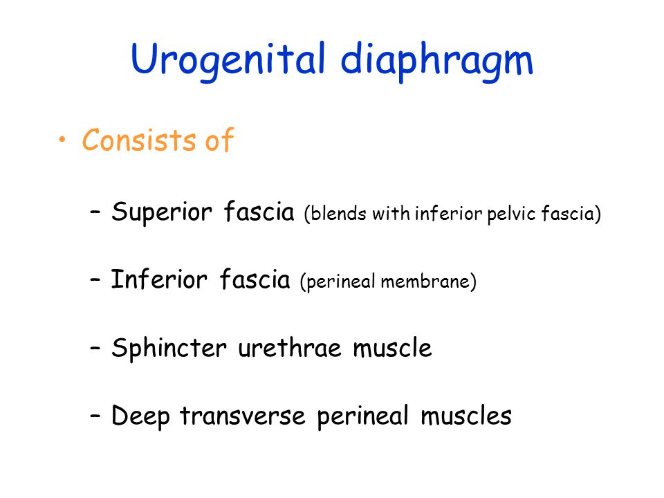 Urogenital diaphragm Consists of