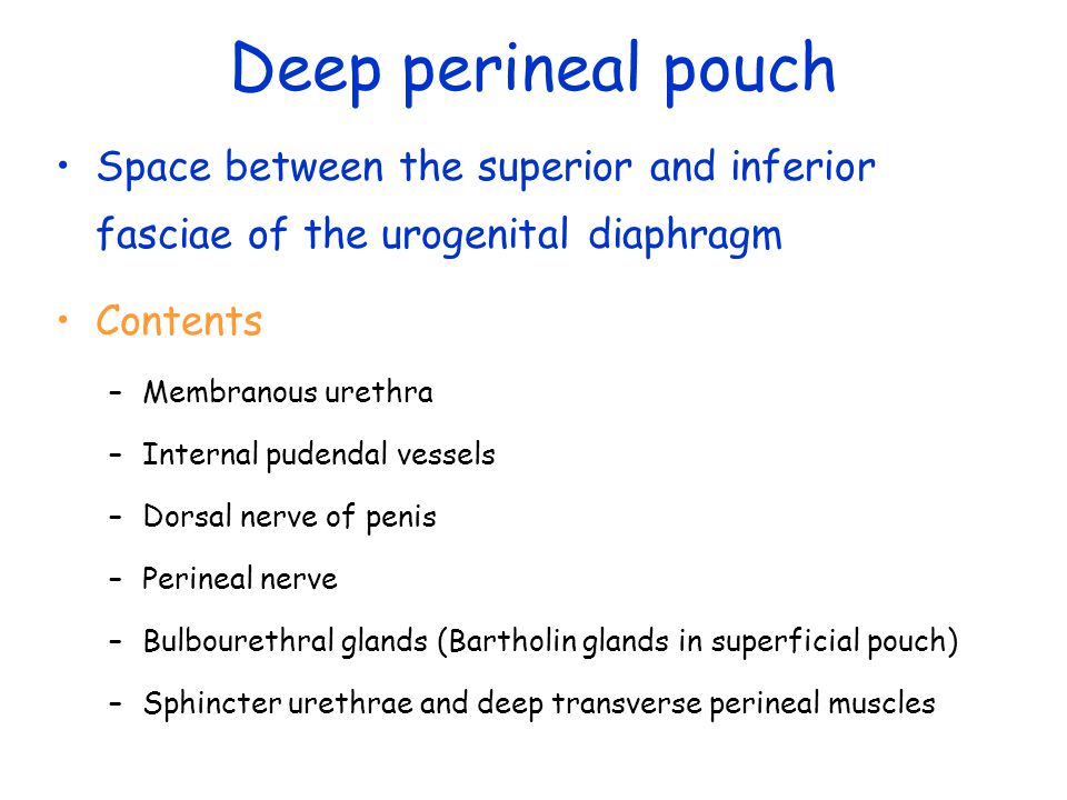 Deep perineal pouch Space between the superior and inferior fasciae of the urogenital diaphragm. Contents.