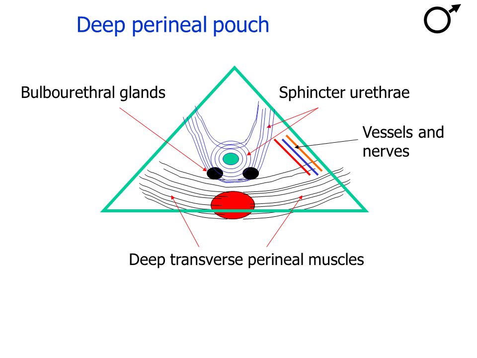 Deep perineal pouch Bulbourethral glands Sphincter urethrae