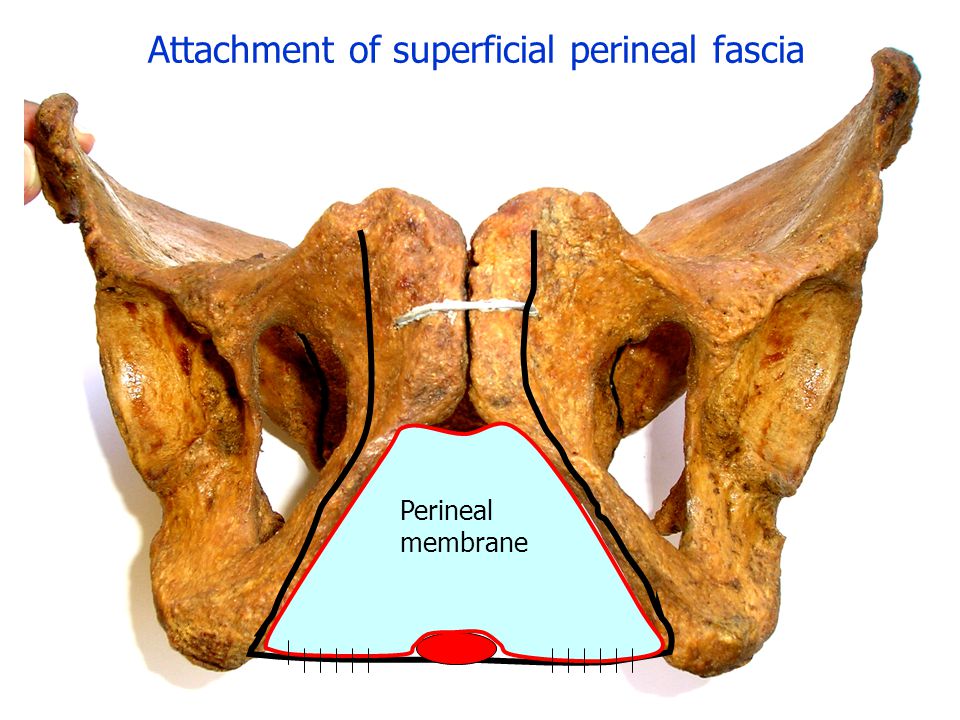 Attachment of superficial perineal fascia