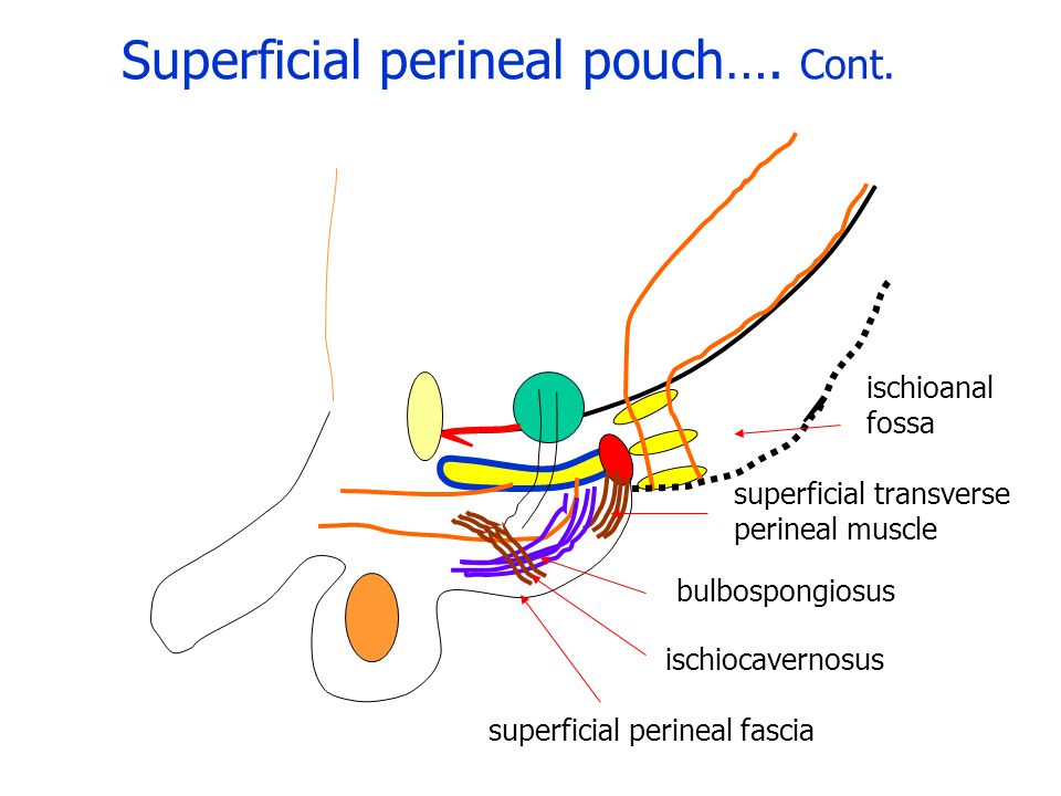 Superficial perineal pouch…. Cont.