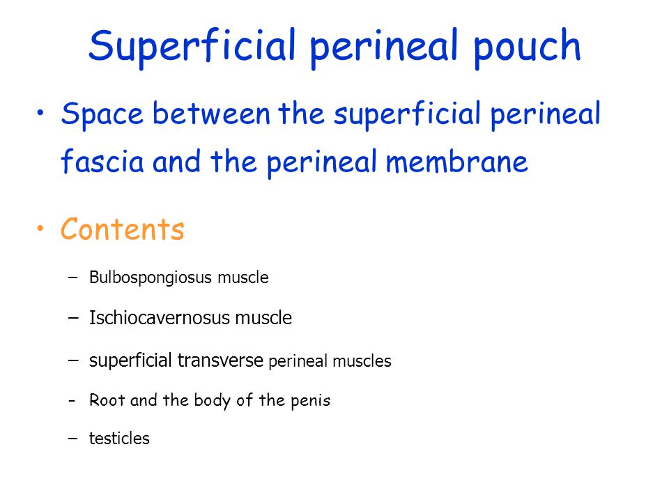 Superficial perineal pouch