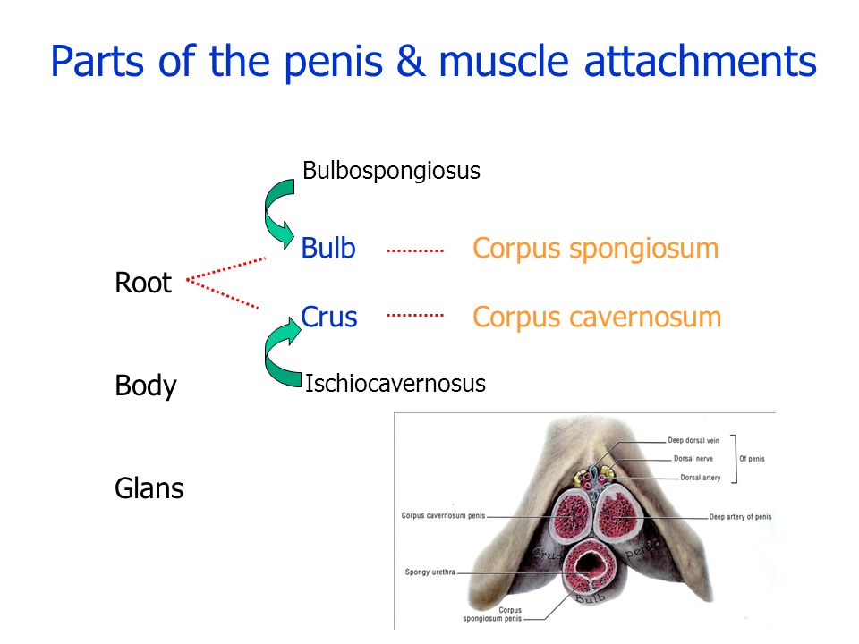 Parts of the penis & muscle attachments