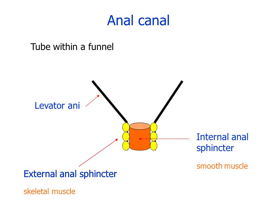 Anal canal Tube within a funnel Levator ani External anal sphincter