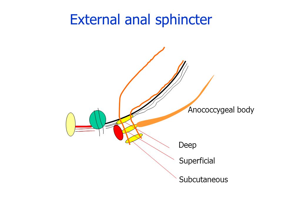 External anal sphincter