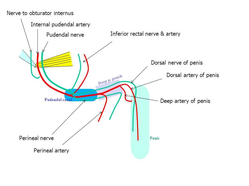 Nerve to obturator internus