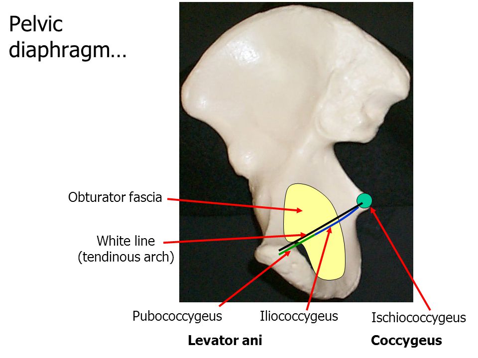 Pelvic diaphragm… Obturator fascia Ischiococcygeus Iliococcygeus