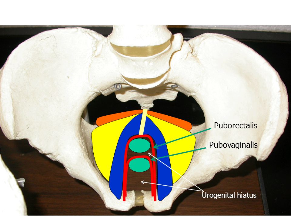 Puborectalis Pubovaginalis Urogenital hiatus