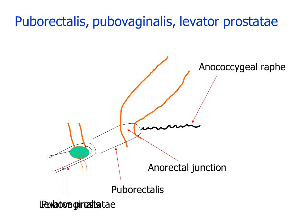 Puborectalis, pubovaginalis, levator prostatae