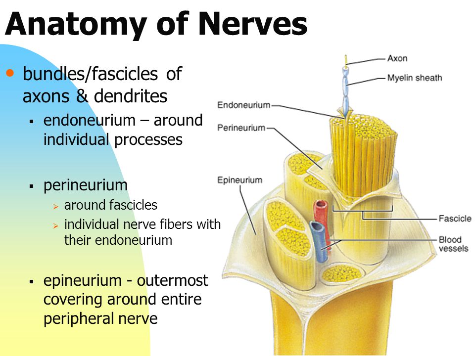 Zydrate anatomy. Endoneurium. Nerve Anatomy. Нерв Менталист анатомия. Bundle of nerves.