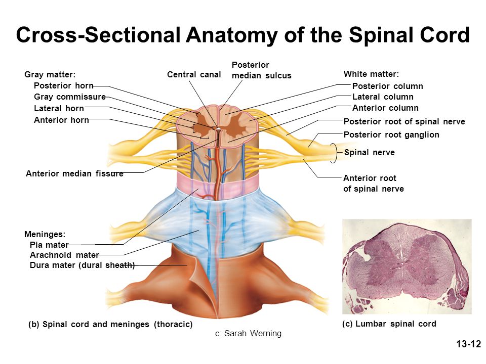 Cross-Sectional Anatomy of the Spinal Cord.