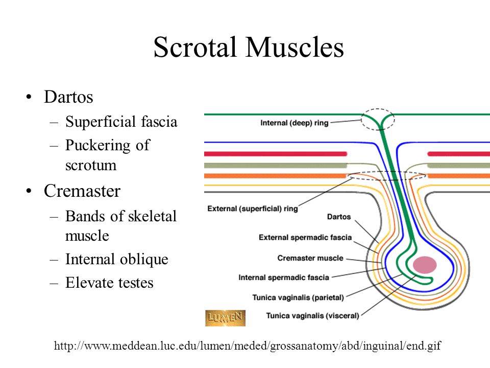Scrotal Muscles Dartos Cremaster Superficial fascia.
