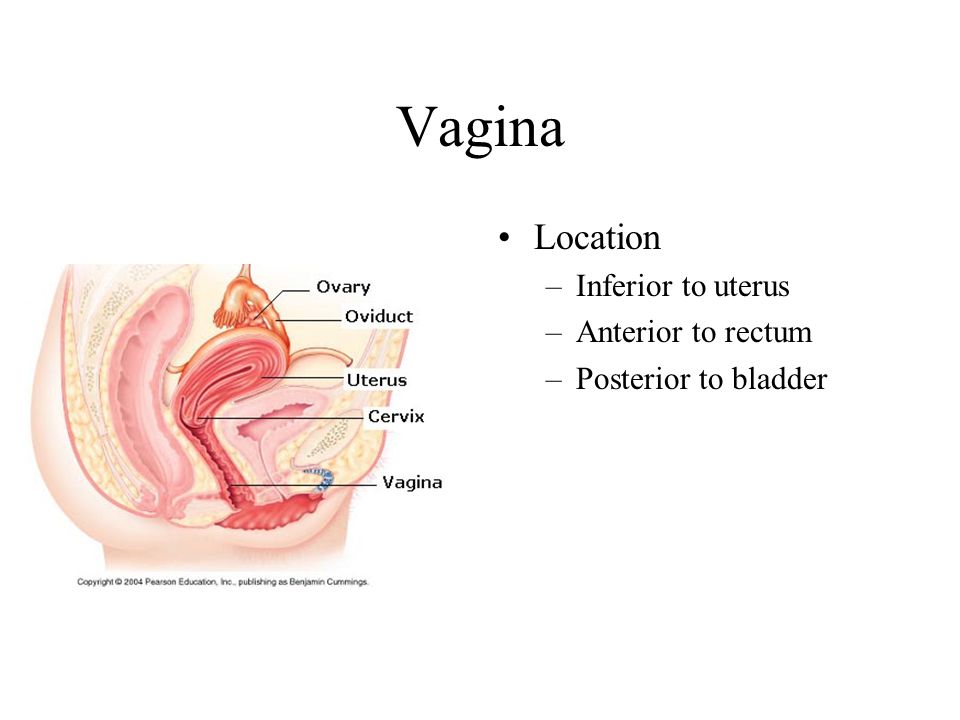Vaginal Artery