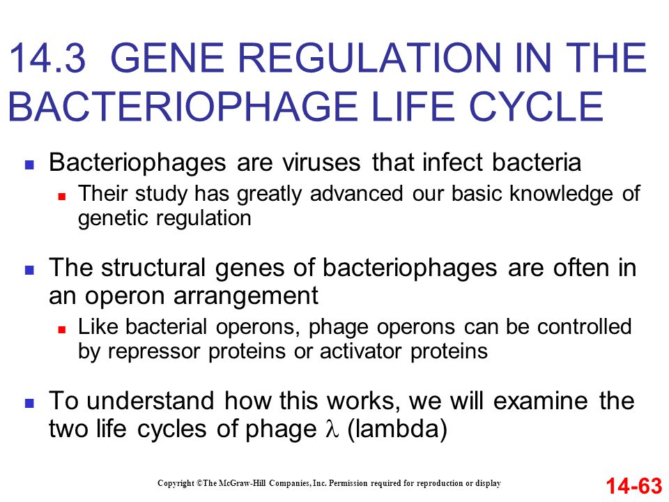lambda phage gene regulation ppt