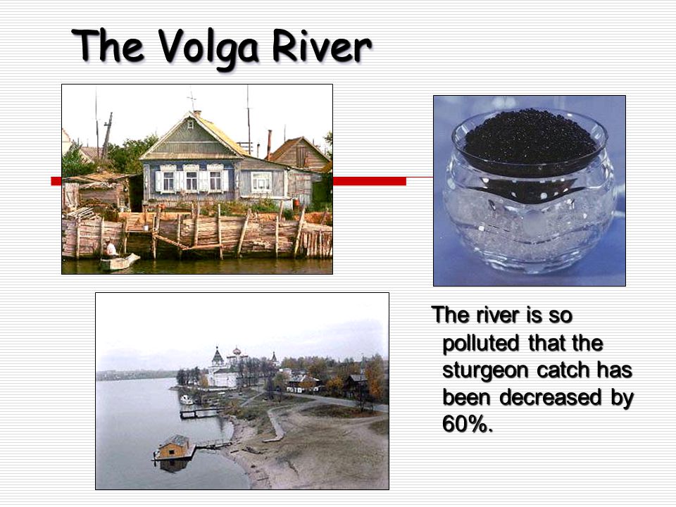 The Volga River The river is so polluted that the sturgeon catch has been decreased by 60%.