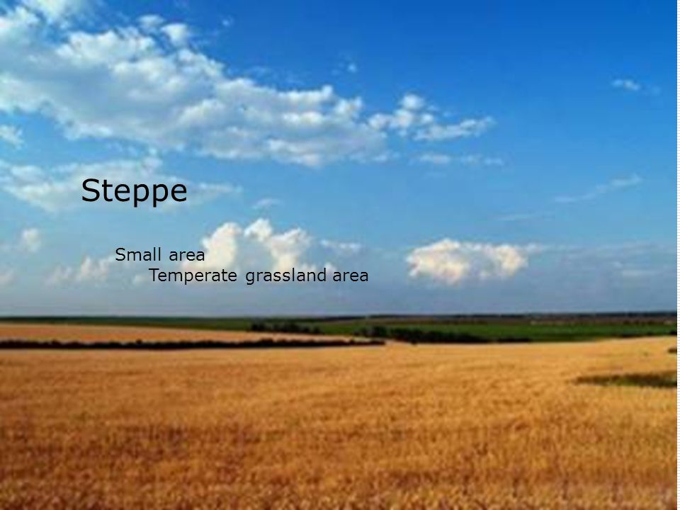 Steppe Small area Temperate grassland area