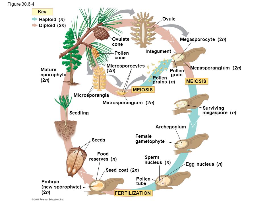 What human reproductive organ is functionally similar to this seed? - ppt  video online download