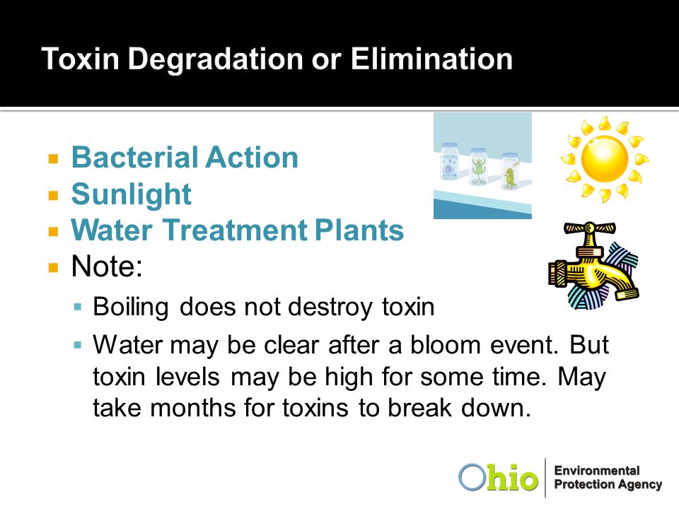 Toxin Degradation or Elimination