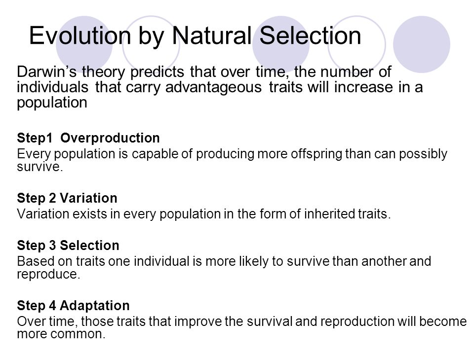 Chapter 16 Evolutionary Theory. - ppt video online download