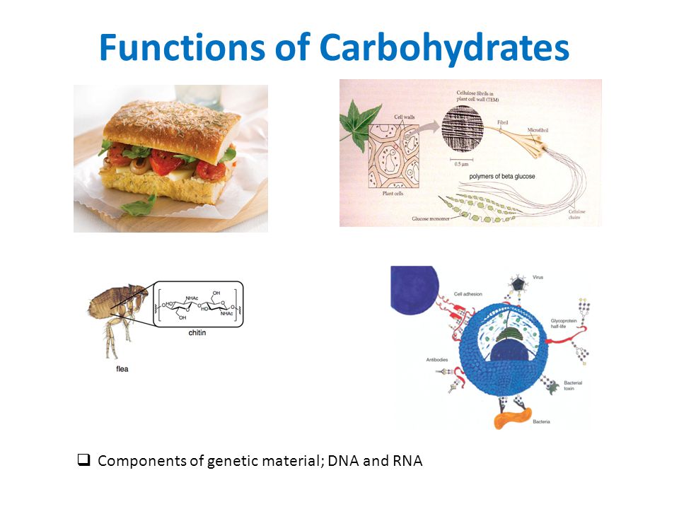 Functions of Carbohydrates