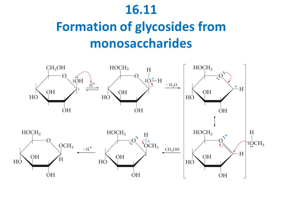16.11 Formation of glycosides from monosaccharides