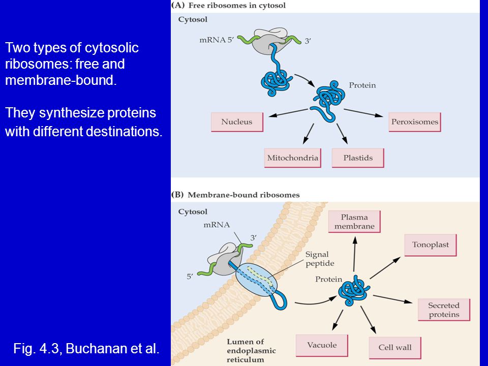 Two types of cytosolic ribosomes: free and membrane-bound.
