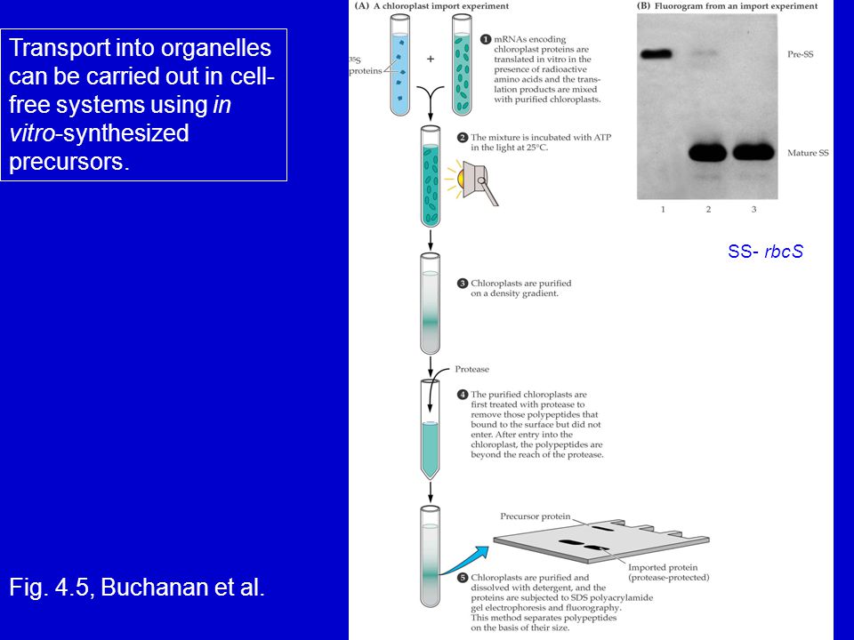 Transport into organelles can be carried out in cell-free systems using in vitro-synthesized precursors.