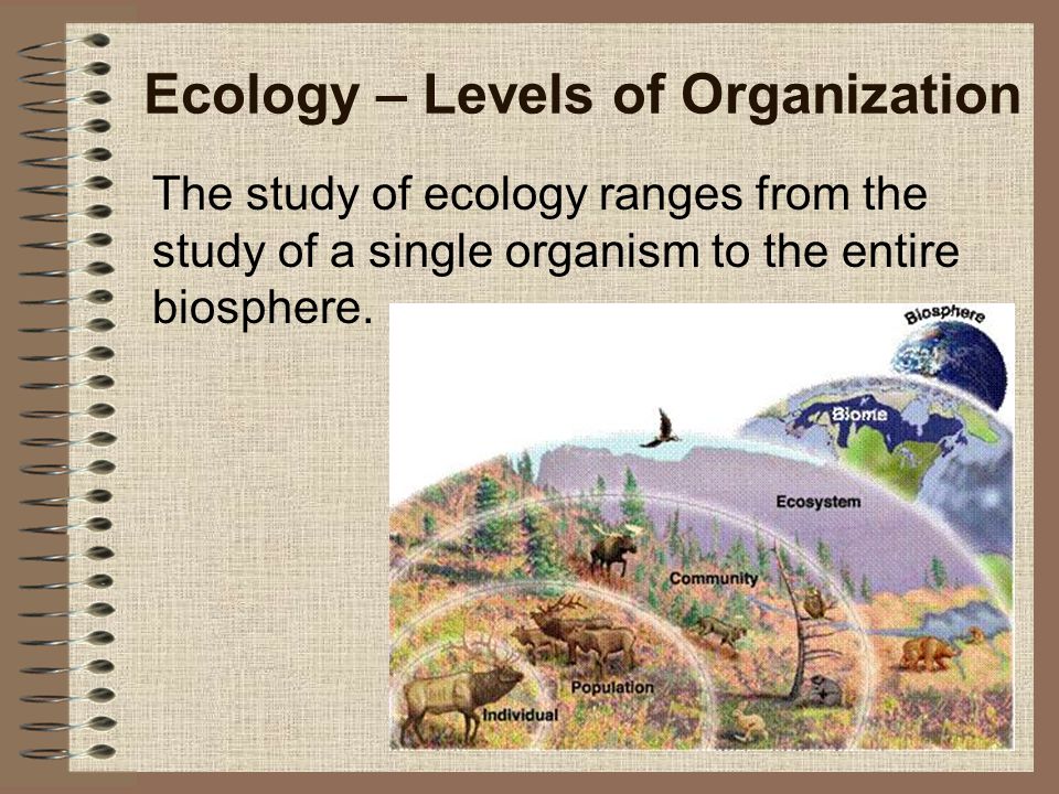 Ecology – Levels of Organization