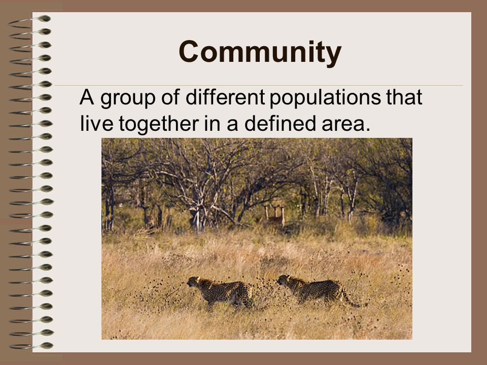 Community A group of different populations that live together in a defined area.
